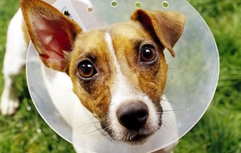 Perra con collar isabelino