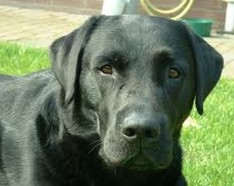 Labrador negro