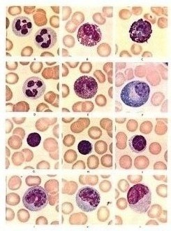 Gl&oacute;bulos blancos