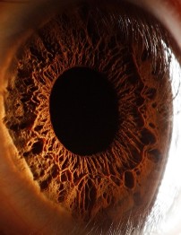 Iris color H&iacute;gado