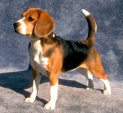 Beagle