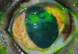 Queratoconjuntivitis ulcerativa por Herpes