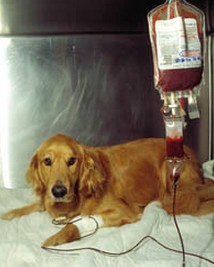 Tranfusi&oacute;n sangu&iacute;nea