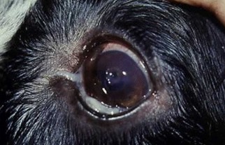 Ojo afectado con &uacute;lcera de c&oacute;rnea y conjuntivitis bacteriana